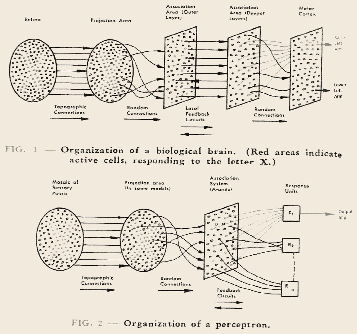Two diagrams from Rosenblatt's 1958 paper: the organisation of a biological brain above, the organisation of a perceptron below.